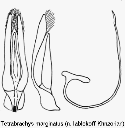 tetrabrachys_marginatus.gif