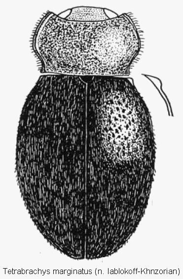 tetrabrachys_marginatus_hab.gif