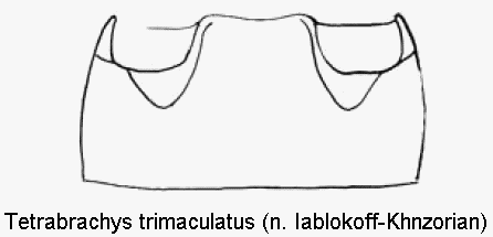 tetrabrachys_trimaculatus_abd.gif