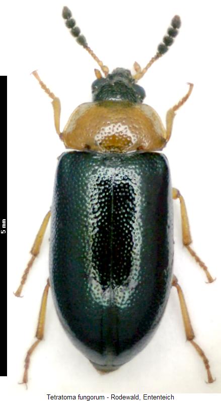 tetratoma_fungorum_hab.jpg