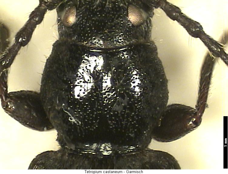 tetropium_castaneum_vk.jpg