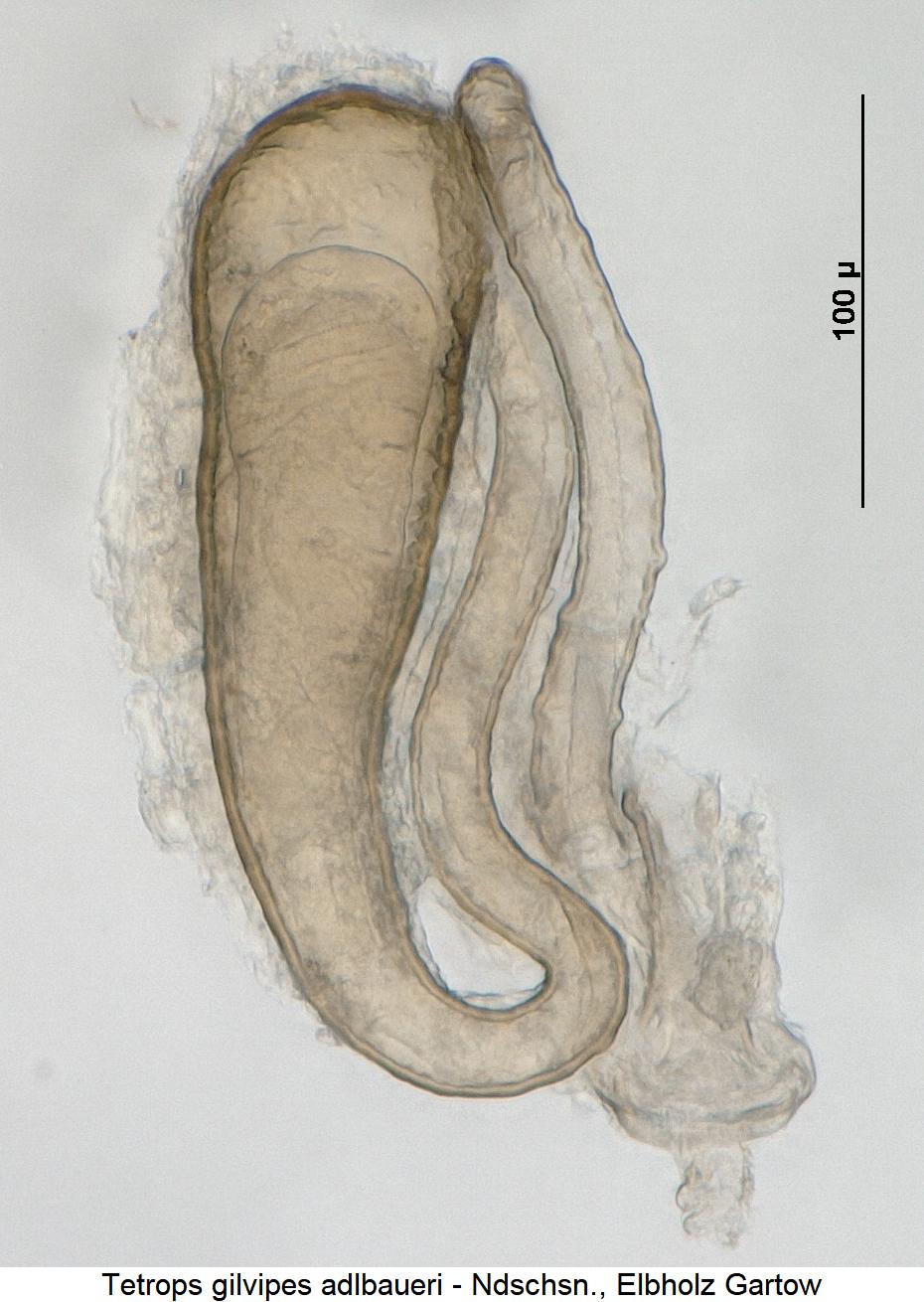 tetrops_adlbaueri_sperm2.jpg