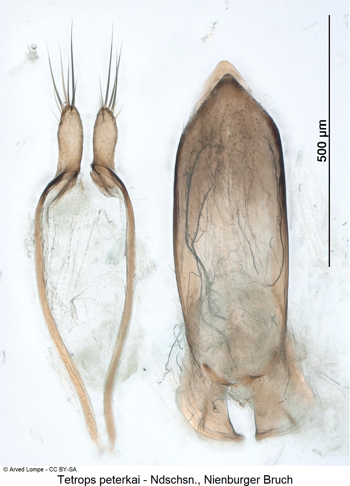 tetrops_peterkai_ck35742071.jpg