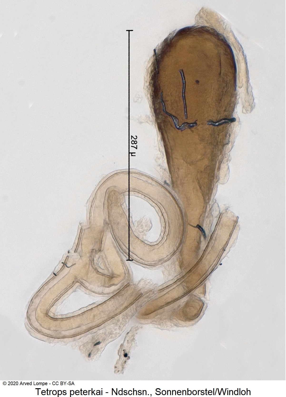 tetrops_peterkai_sperm2.jpg