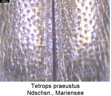 tetrops_praeustus_fld.jpg