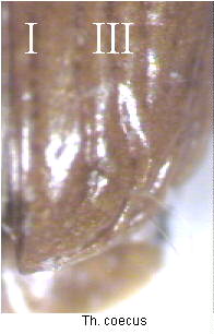 thalassophilus_coecus_fld.jpg