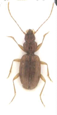 thalassophilus_coecus_hab.jpg