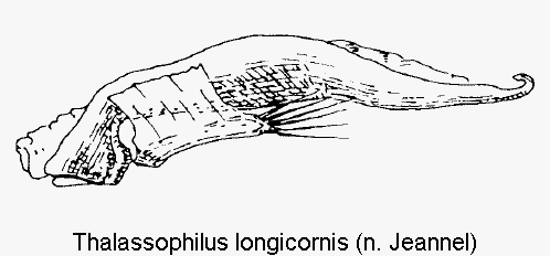 thalassophilus_longicornis.gif