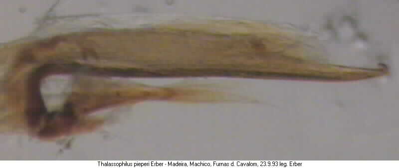 thalassophilus_pieperi.jpg