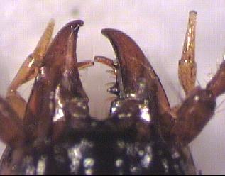 thalassophilus_ts.jpg