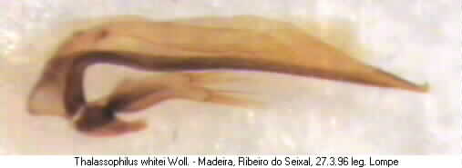 thalassophilus_whitei.jpg