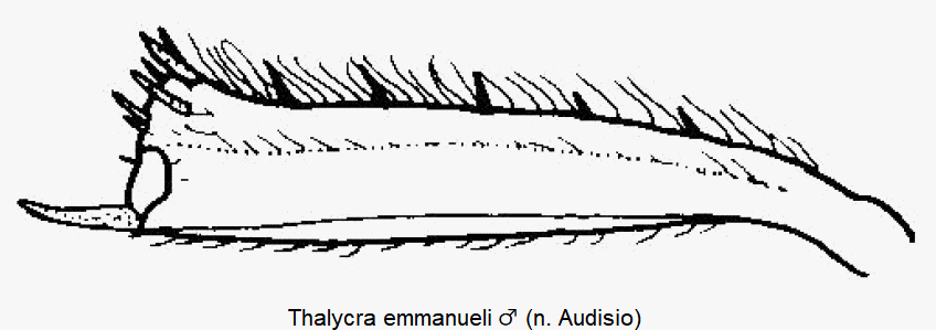 thalycra_emmanueli_m_hschn.gif