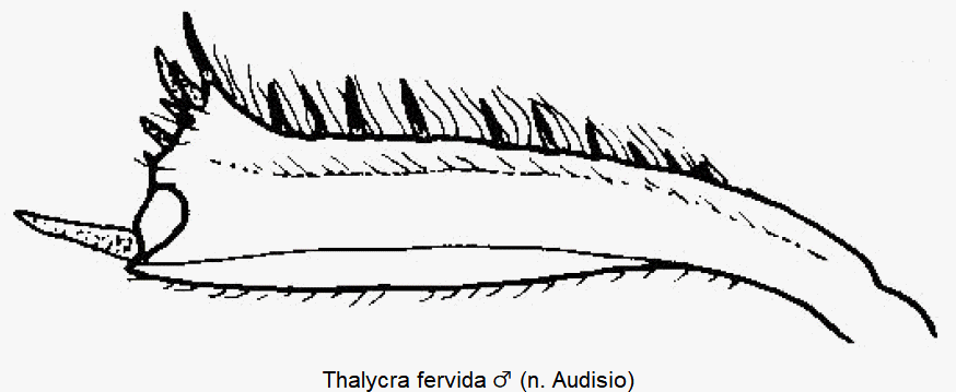 thalycra_fervida_m_hschn.gif