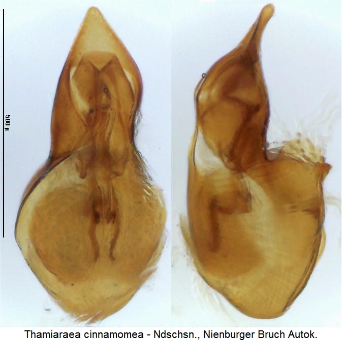 thamiaraea_cinnamomea.jpg