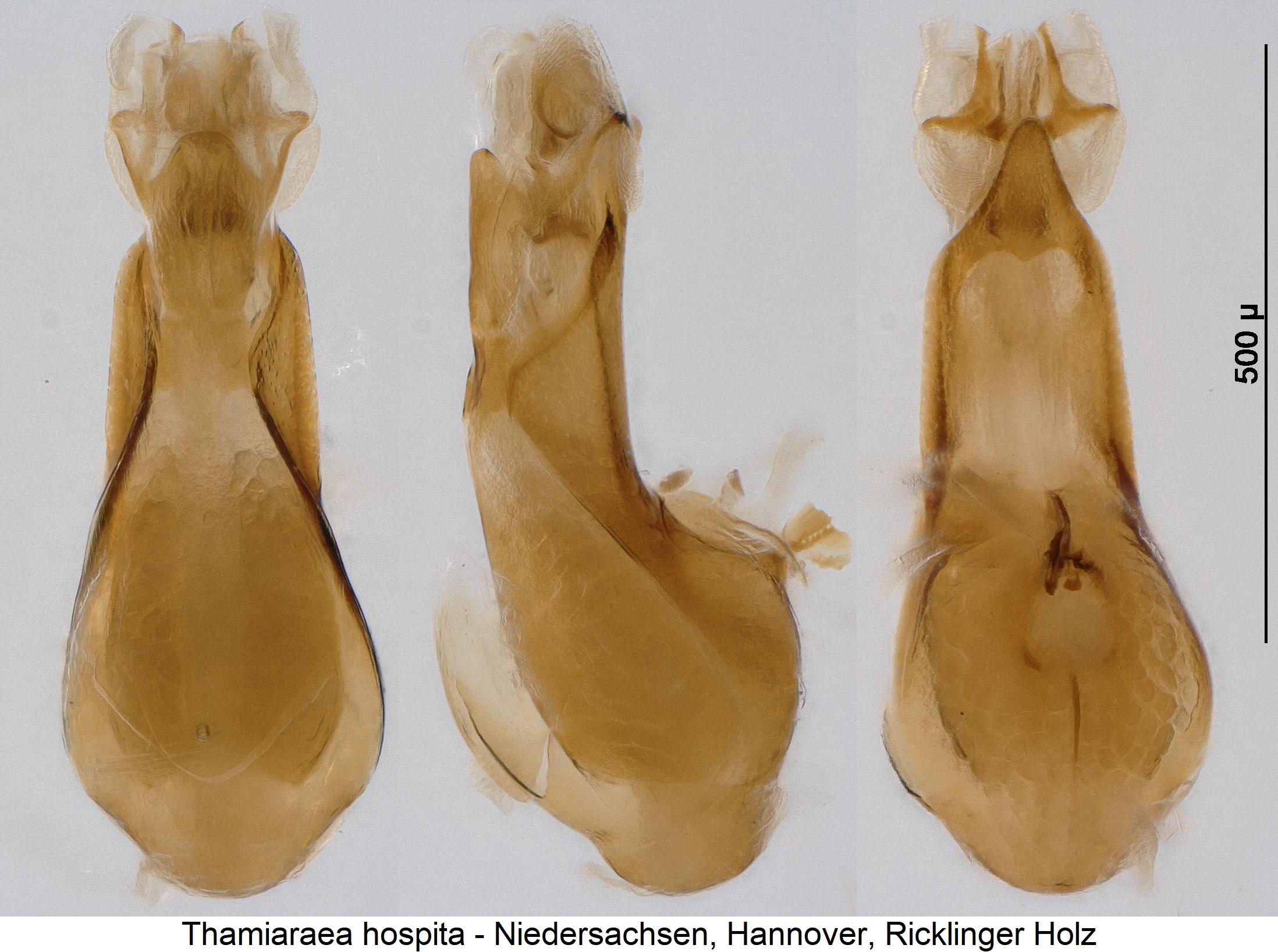 thamiaraea_hospita1.jpg