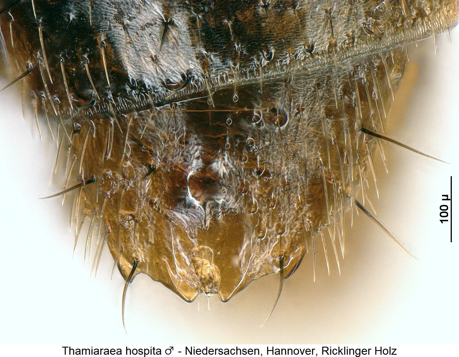 thamiaraea_hospita_m_ter.jpg