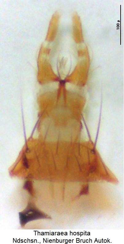 thamiaraea_hospita_mund.jpg