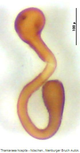 thamiaraea_hospita_sperm.jpg
