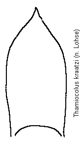 thamiocolus_kraatzi.gif
