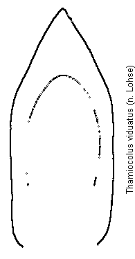 thamiocolus_viduatus.gif