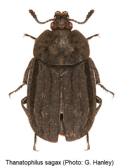 thanatophilus_sagax_hab.jpg
