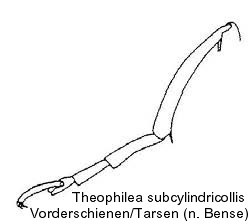 theophilea_subcylindricollis_vschn.jpg