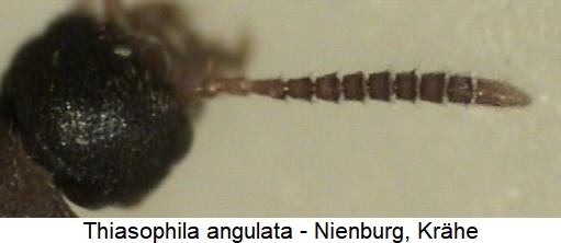 thiasophila_angulata_fhlr.jpg