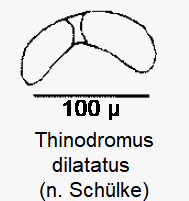 thinodromus_dilatatus_sperm.gif