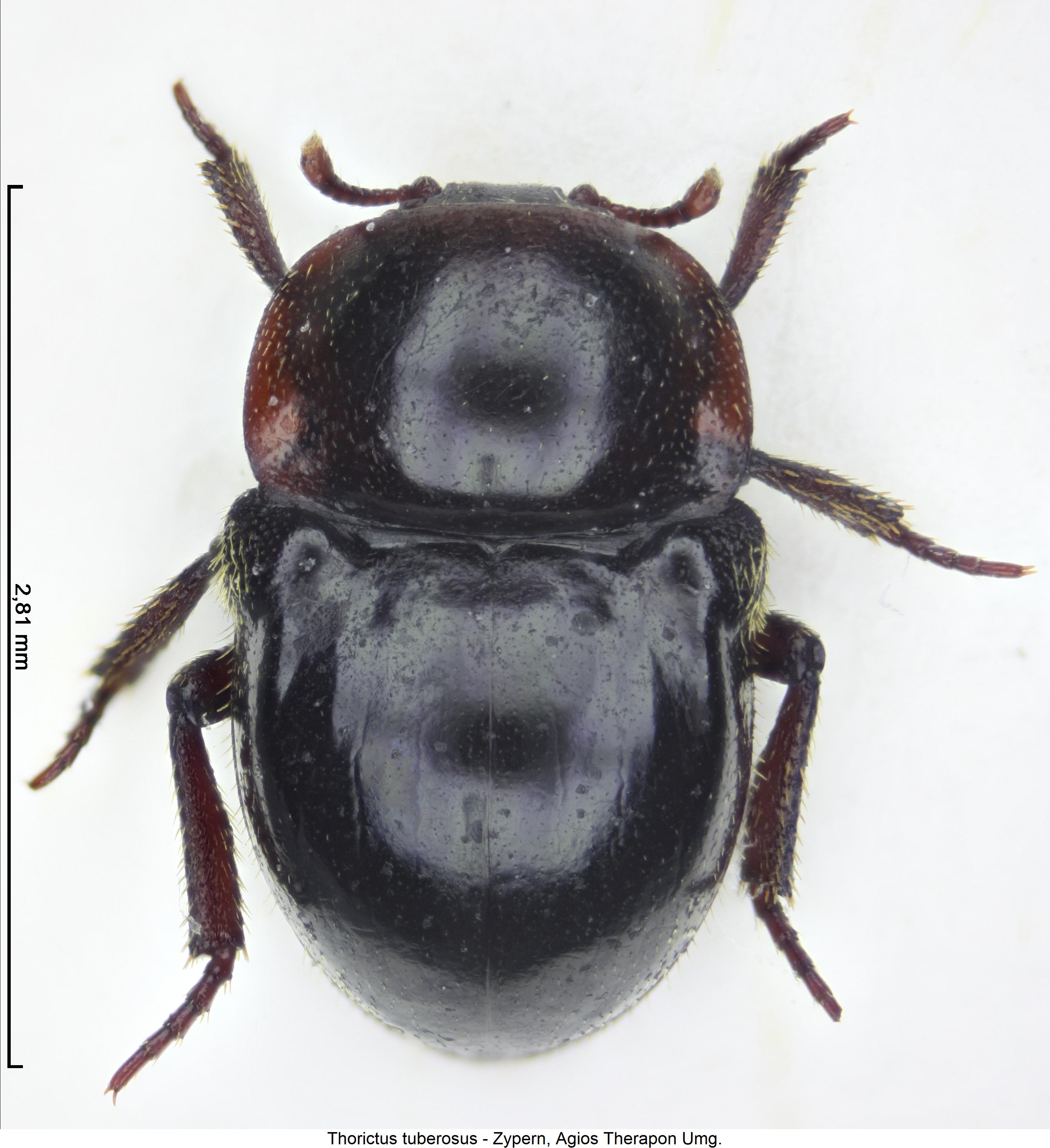 thorictus_tuberosus_hab.jpg