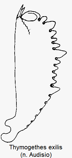 thymogethes_exilis_vschn.gif