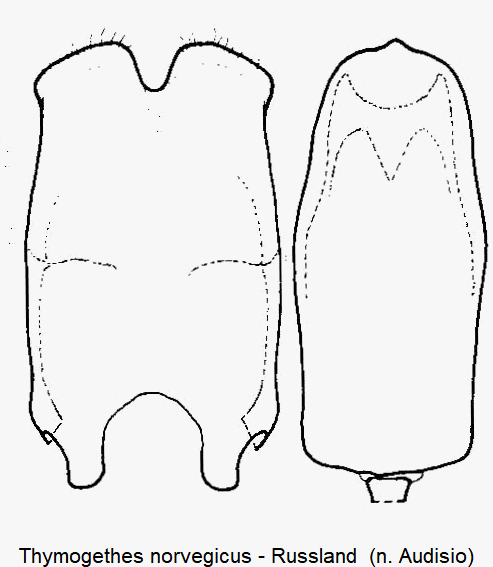 thymogethes_norvegicus1.gif