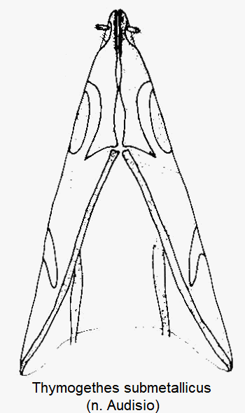 thymogethes_submetallicus_ovi.gif
