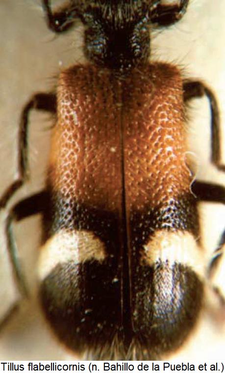 tillus_flabellicornis_fld.jpg