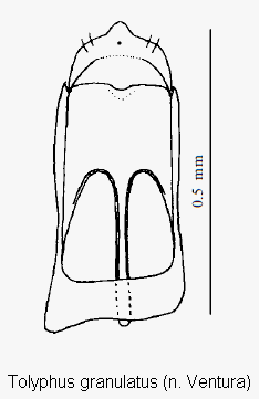 tolyphus_granulatus.gif