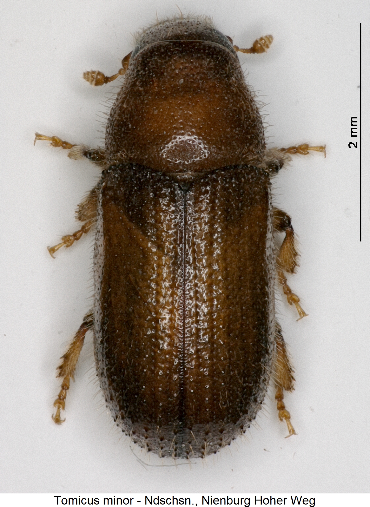 tomicus_minor_hab.jpg