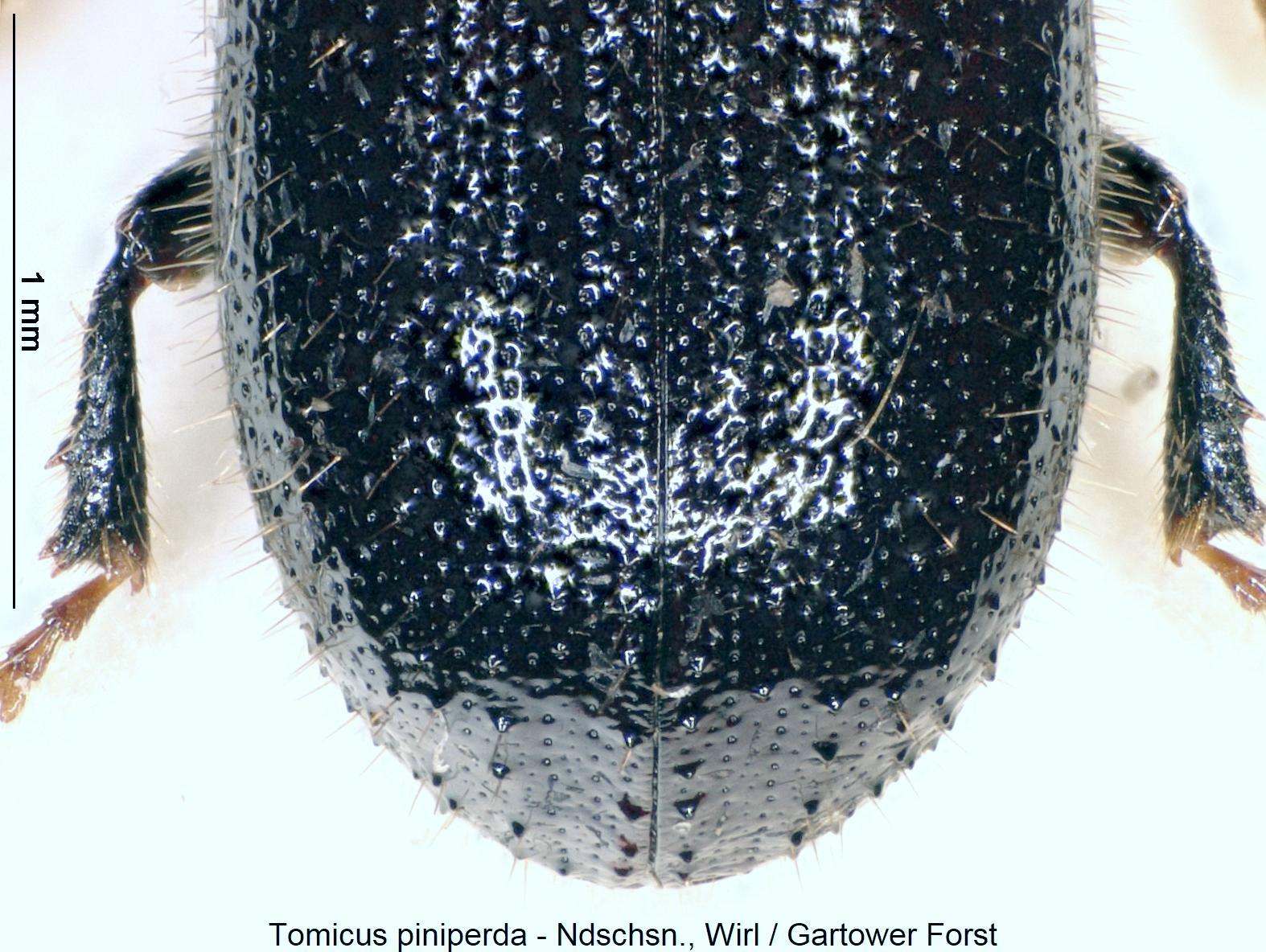 tomicus_piniperda_fld.jpg