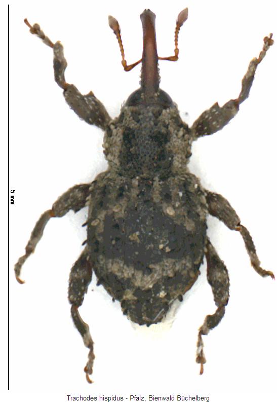 trachodes_hispidus_hab.jpg
