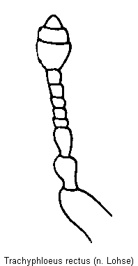trachyphloeus_rectus_f.gif