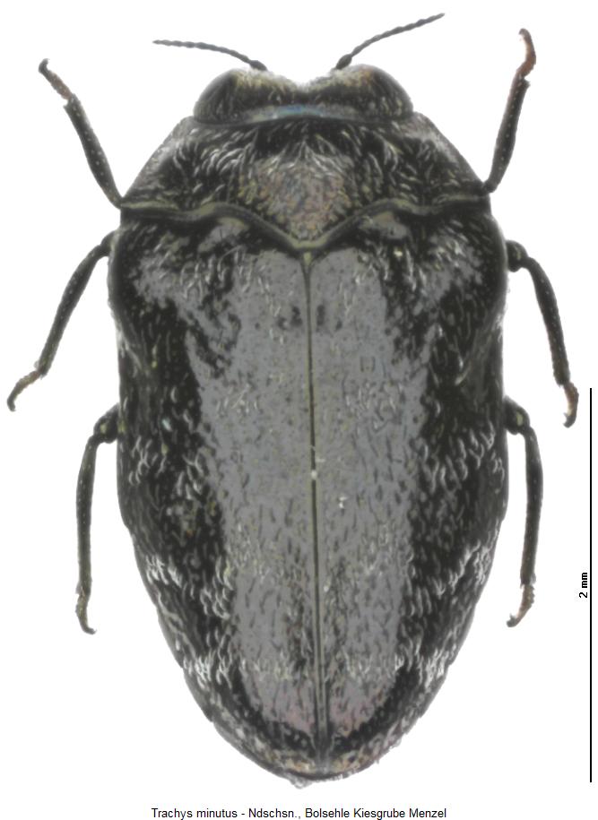 trachys_minutus_hab2.jpg