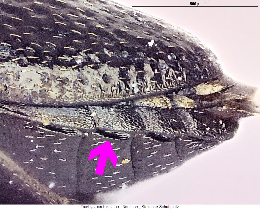 trachys_scrobiculatus_hlb.jpg