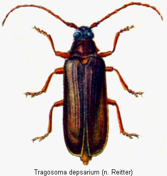 tragosoma_depsarium_hab.gif