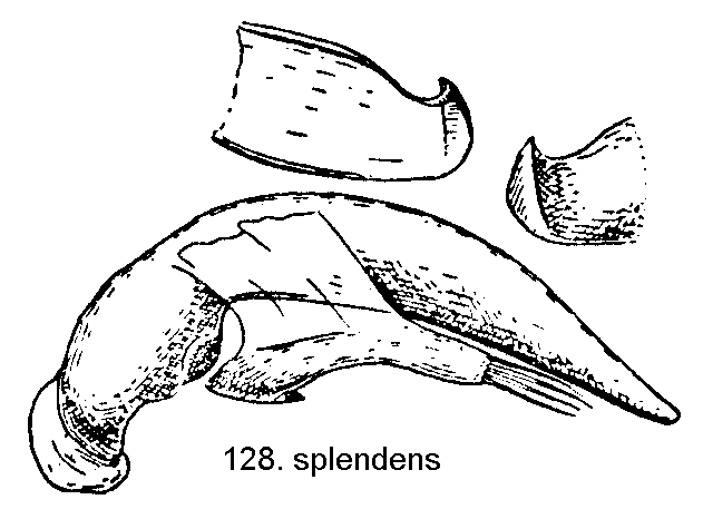 tre128.gif