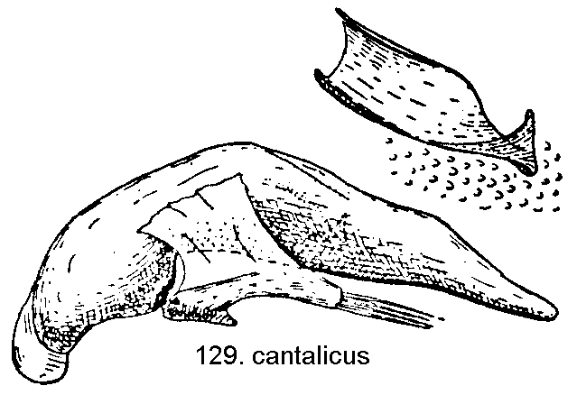 tre129.gif