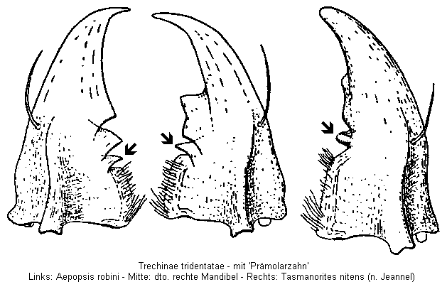 trechinae_tridentatae.gif
