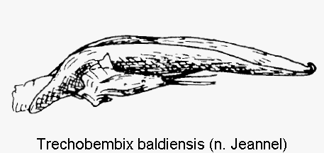 trechobembix_baldiensis.gif