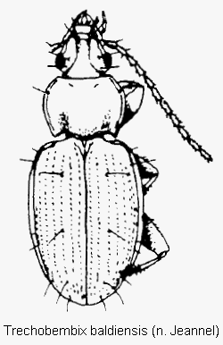 trechobembix_baldiensis_hab.gif
