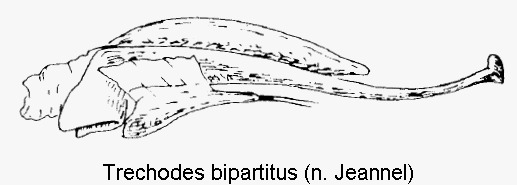 trechodes_bipartitus.gif