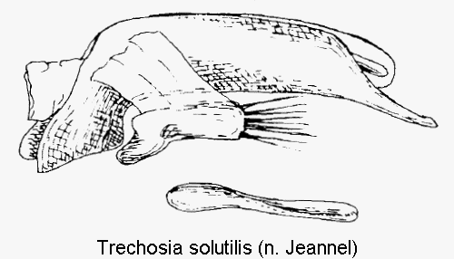 trechosia_solutilis.gif