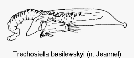 trechosiella_basilewskyi.gif
