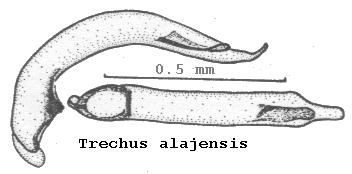 trechus_alajensis.jpg